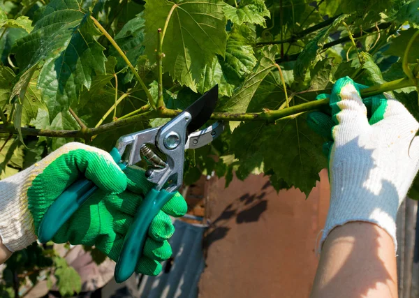 Agricultor Poda Una Vid Enferma Uvas Poda Vid Las Uvas —  Fotos de Stock