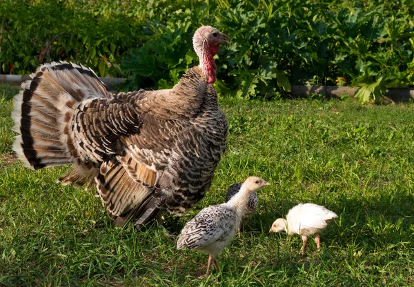 Mother turkey with her turkey chicks on the grass. The concept of poultry farmers eating poultry.