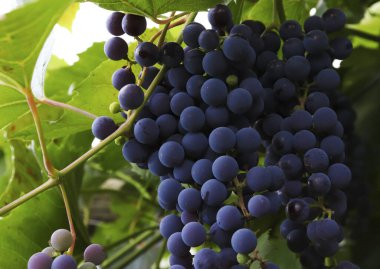 Sarmaşıkta yetişen bir demet olgun mavi üzüm. İtalyan geleneklerine göre yetiştirilen üzüm hasadı. Vendemmia.