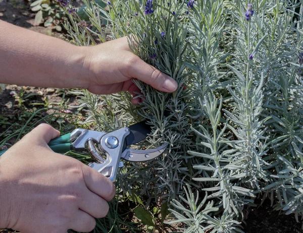 Potatura Cespugli Lavanda Primavera Autunno Mani Delle Donne Tagliano Lavanda — Foto Stock