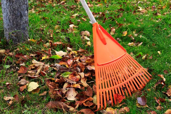 Rake Fallen Leaves Autumn Gardening Fall Season Bunch Leaves Cleaning — Stock Photo, Image