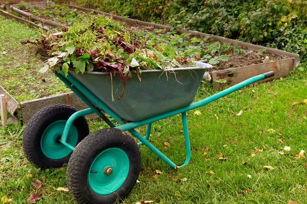 Final garden work of autumn. wheelbarrow in the garden full of dry leafs and branches. Autumn garden theme. Wheelbarrow into which garden has has been putting results of seasonal cut-backs.