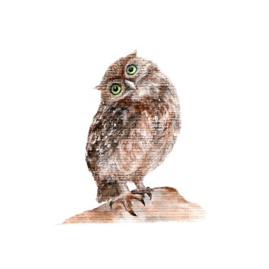 Suluboya kahverengi baykuş