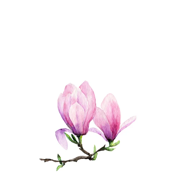 Magnolia akvarell virágok — Stock Fotó