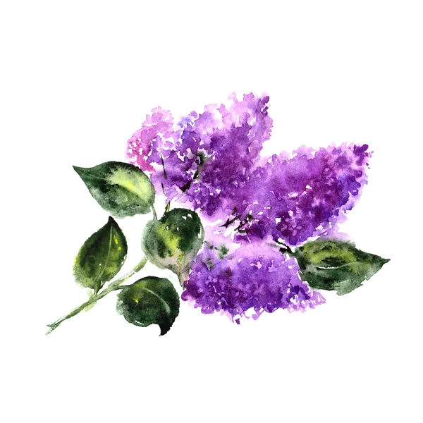 Branche lilas violet — Photo