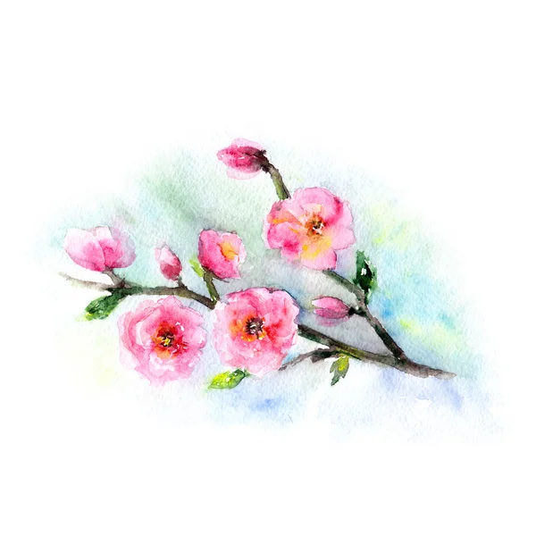 Sakura watercolor flowers — Stock Photo, Image