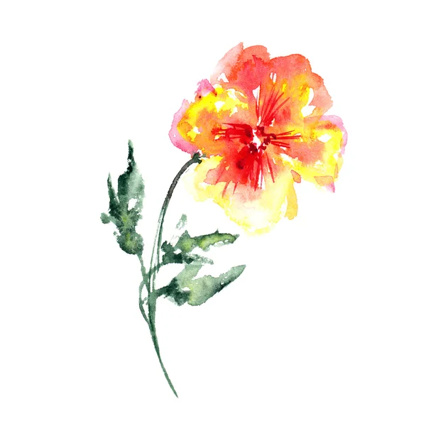 Akvarell blomma isolerade — Stockfoto