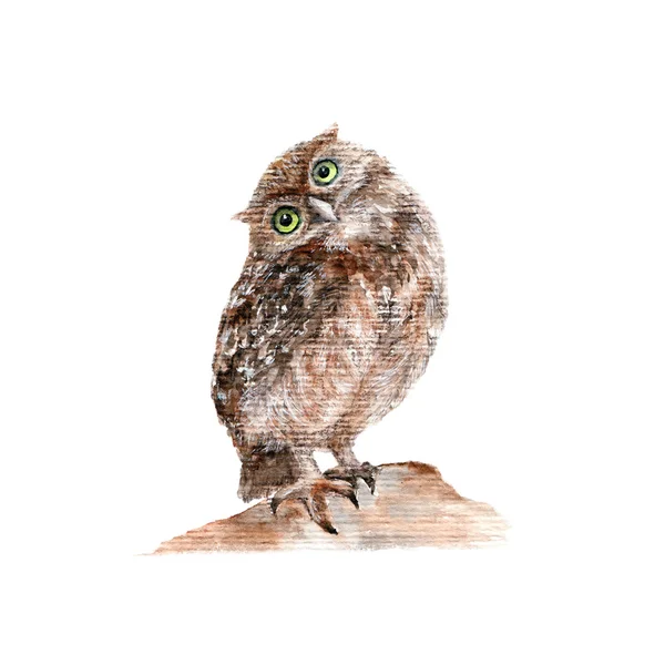 Watercolor brown owl — Stock Photo, Image