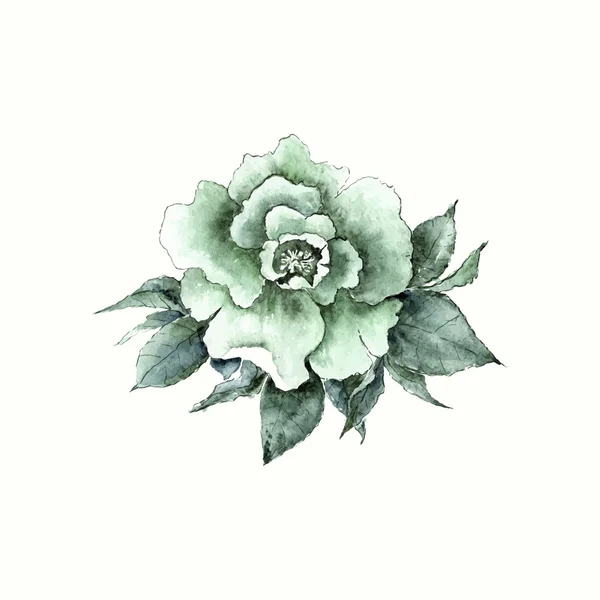 Watercolor rose flower. — Stock Vector