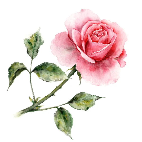 Cartão de aniversário com rosa — Fotografia de Stock