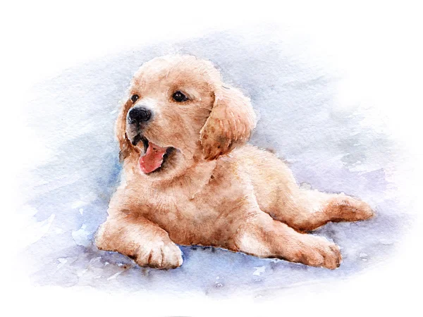 Szczeniak Golden Retriever — Zdjęcie stockowe