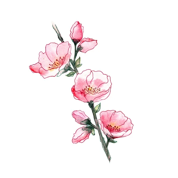 Cherry blossom Branch — Stock Photo, Image