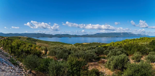 Hermosa Vista Verano Del Viñedo Rizman Ubicación Del Pueblo Kremena — Foto de Stock