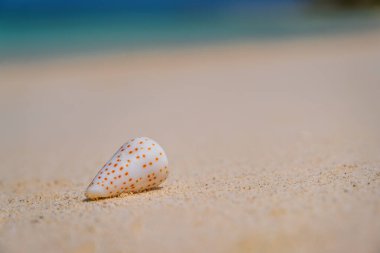 Deniz kabuğu conus conus conidae güneşli sahilde maldivlerde. Maldivler kavşağı, Saii lagün oteli, Temmuz 2021