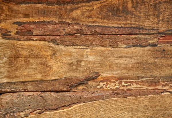 旧木质部 — 图库照片