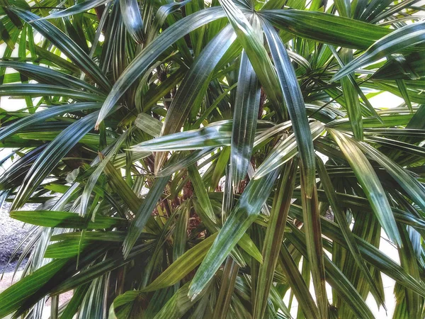 Scherpe Bladeren Tropische Donkergroene Boom Achtergronden — Stockfoto