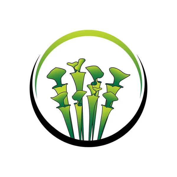 Plantilla Verde Del Logotipo Planta Sarracenia Carnívora — Vector de stock