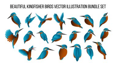 güzel Kingfisher kuşları vektör illüstrasyon demeti gradyan renk ile ayarlandı