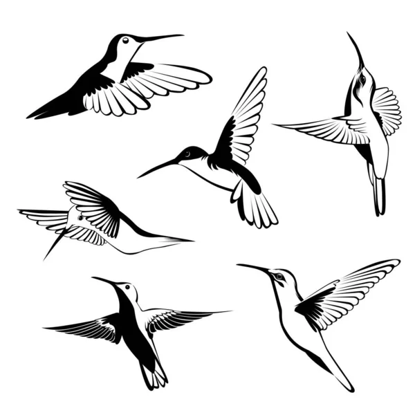 Conjunto Paquete Ilustración Vector Colibrí Blanco Negro — Archivo Imágenes Vectoriales