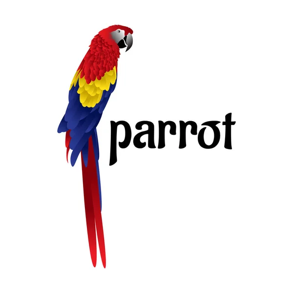 Hermoso Loro Colorido Pájaro Vector Ilustración — Vector de stock