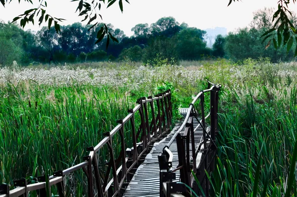 Old bridge over the swamp — Stock Photo, Image