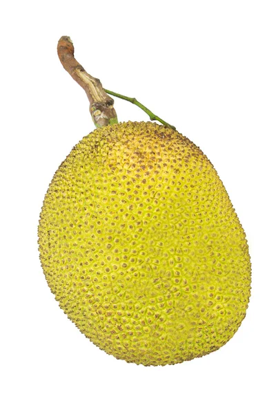 Thai Jack frutas no fundo branco — Fotografia de Stock