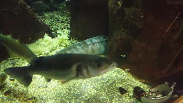 Pequenas Cenas Vida Aquática Subaquática Oceano Costa Oceânica Sueca — Vídeo de Stock