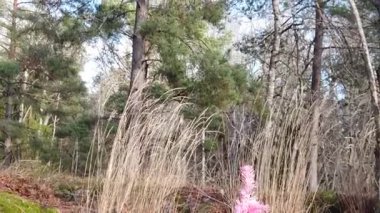 Küçük bir ladini temsil eden yavaş çekimde kısa bir video. Gurur renkleri ormana yerleştirilmiş.