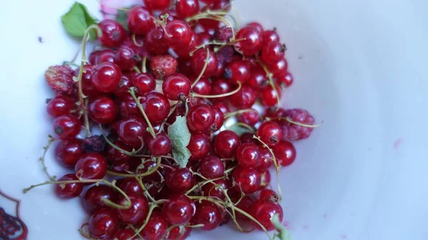 Ribes rosso raccolto in un piatto bianco — Foto Stock