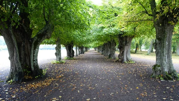 long tree-lined avenue with old trees