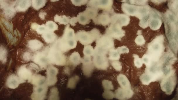 用可可豆奶油制成的带有模子的小碗的短片 — 图库视频影像