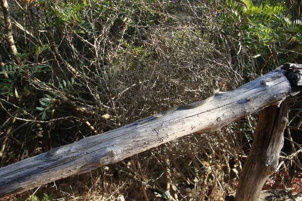 Uma Cobra Cinzenta Rasteja Silenciosamente Tronco Floresta — Fotografia de Stock