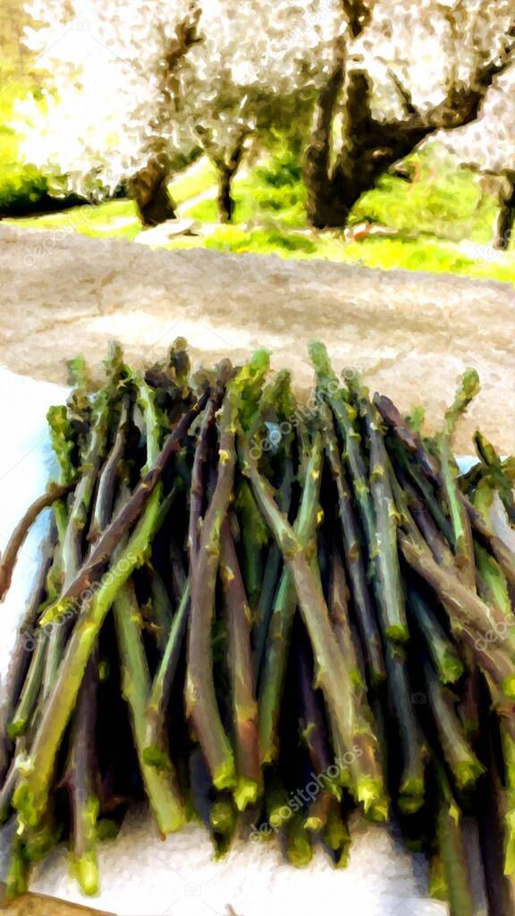 A bundle of freshly picked wild asparagus painted in digital oil painting style