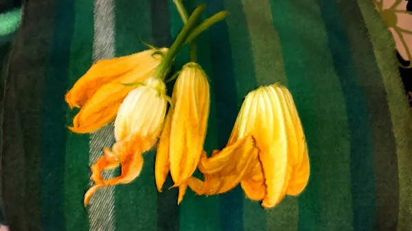 Freshly picked courgette flowers. Digital oil painting style.