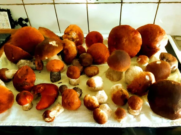 Les Champignons Porcini Viennent Être Cueillis Nettoyés Prêts Être Cuits — Photo