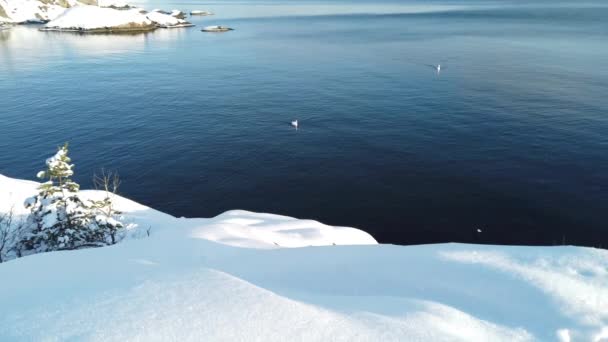 Två Svanar Simmar Lugnt Havet Nära Kusten Solig Vinterdag Skandinavien — Stockvideo
