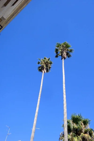 Two very long and very high palm trees stand out towards the sky — Stock Photo, Image