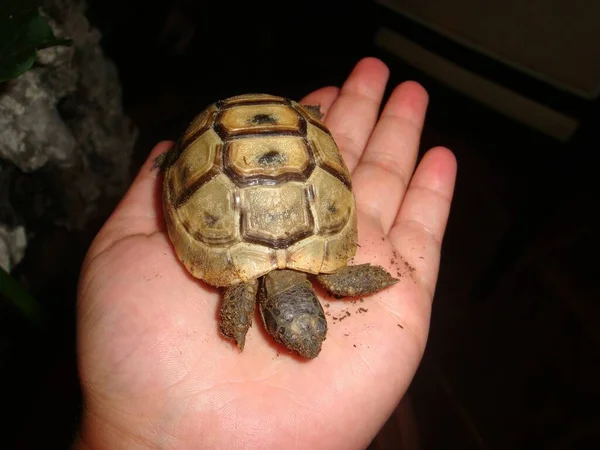 Photo Couleur Main Une Personne Tenant Une Petite Tortue Sur — Photo