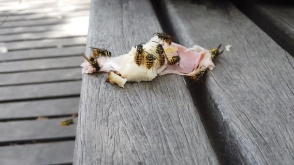 Video of a group of wasps raging on a piece of cheese and ham on a wooden table — Stock Video