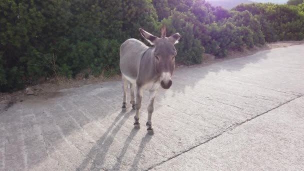 Video Gray Wild Donkey Country Road Italy — Stock Video