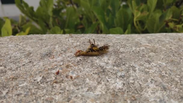 Vídeo de algunas avispas furiosas en una fruta vieja en una pared — Vídeos de Stock