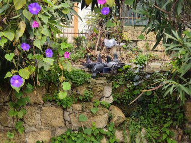 Vahşi güvercinler, şehrin duvarları ve çiçekleri arasında bir kase yemeğin üzerine üşüşür..