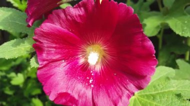 Güneşli bir günde açmakta olan kırmızı bir çiçeğe yakın çekim.