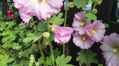 Bir arı, nektarı emmek için pembe mallow çiçeklerinin arasında gezinir..