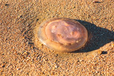 Kumlu sahilde jellyfishes