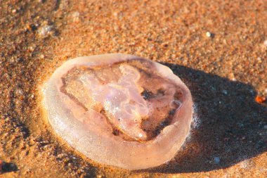 Kumlu sahilde jellyfishes