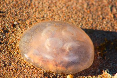 Kumlu sahilde jellyfishes