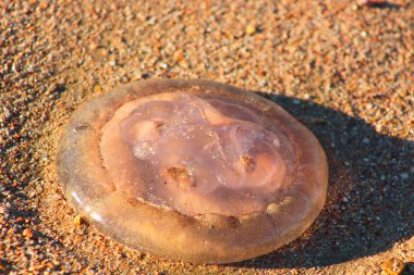 Kumlu sahilde jellyfishes