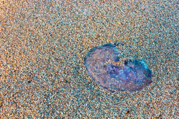 Jellyfishes on the sandy beach — Stock Photo, Image