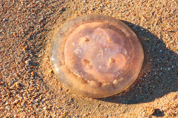 Kumlu sahilde jellyfishes